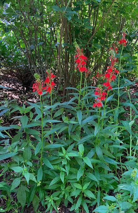 <p>Lobelia cardinalis</p><p class="has-focus"></p><p class="has-focus">Erect , clump-forming herbaceous perennial to 90cm in height, with rather glossy bright green oblong leaves and brilliant scarlet, two-lipped flowers 5cm in length in terminal spikes</p>