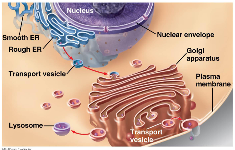 <p>Nucleus, nuclear envelope, endoplasmic reticulum (rough and smooth), Golgi apparatus, lysosomes, vesicles, vacuoles, plasma membrane </p>