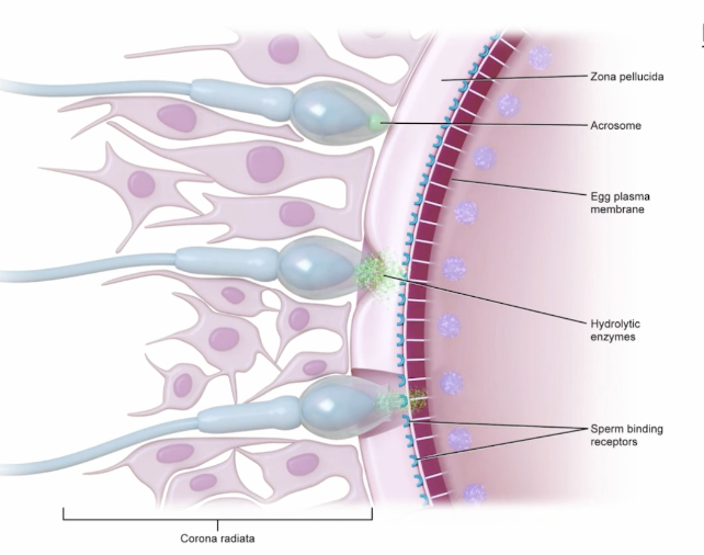 <p>Vitelline layer in mammals, layer of glycoprotein/jelly coat above the plasma membrane </p>