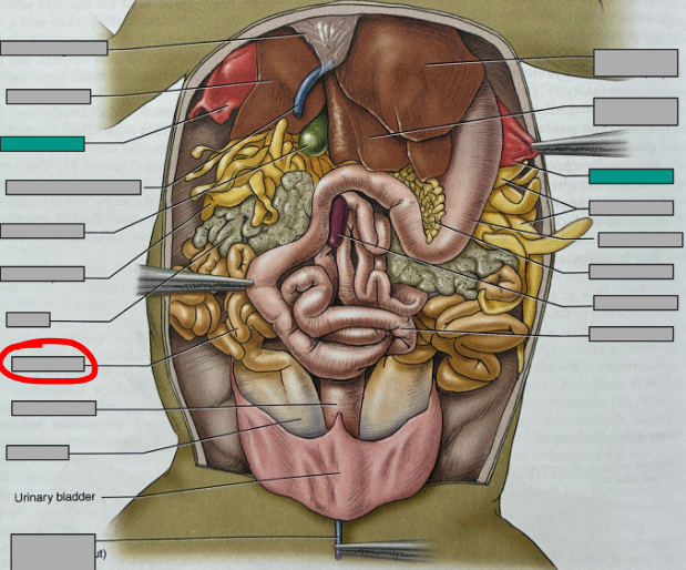 <p>What part of the organism is this?</p>