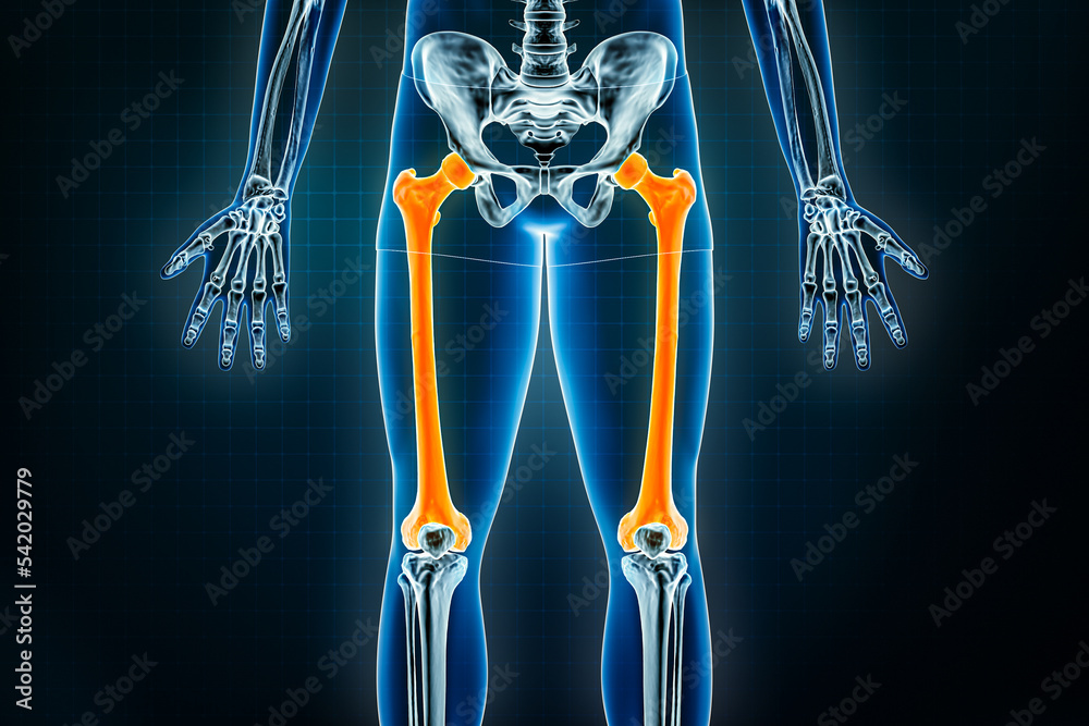 <p><strong>Femur</strong> </p>