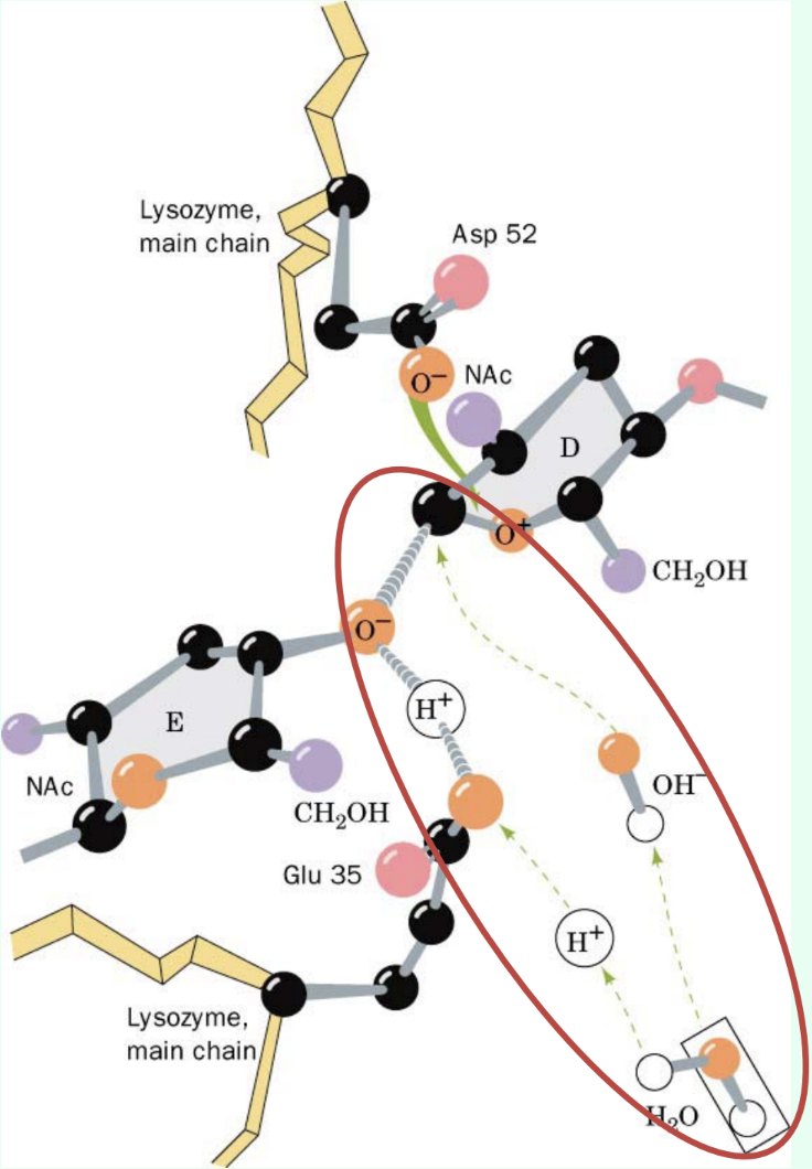 <p>It acts as a <strong>general acid (donates H+)</strong> first, then as a <strong>general base (accepts H+)</strong> later.</p>