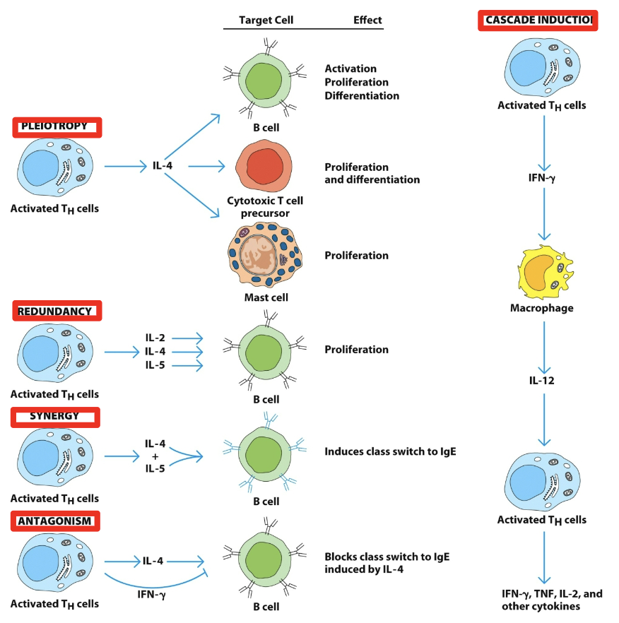 <p>sum greater than parts</p>