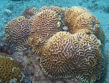 <p>CNIDARIA Lesser star coral </p>