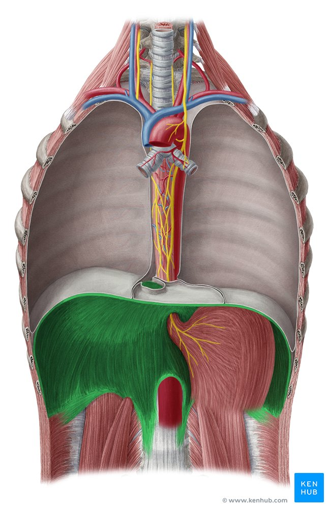 <p>portion (front)</p>
