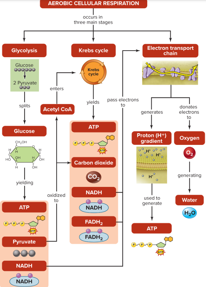 <p>Aerobic (O2) respiration</p>