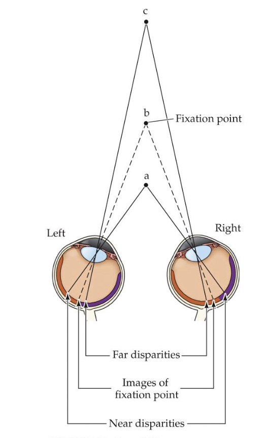 <p>Near cells: respond to disparities in planes ____ to the plane of fixation</p><p>Far cells: respond to disparities in planes _____ from the plane of fixation</p>