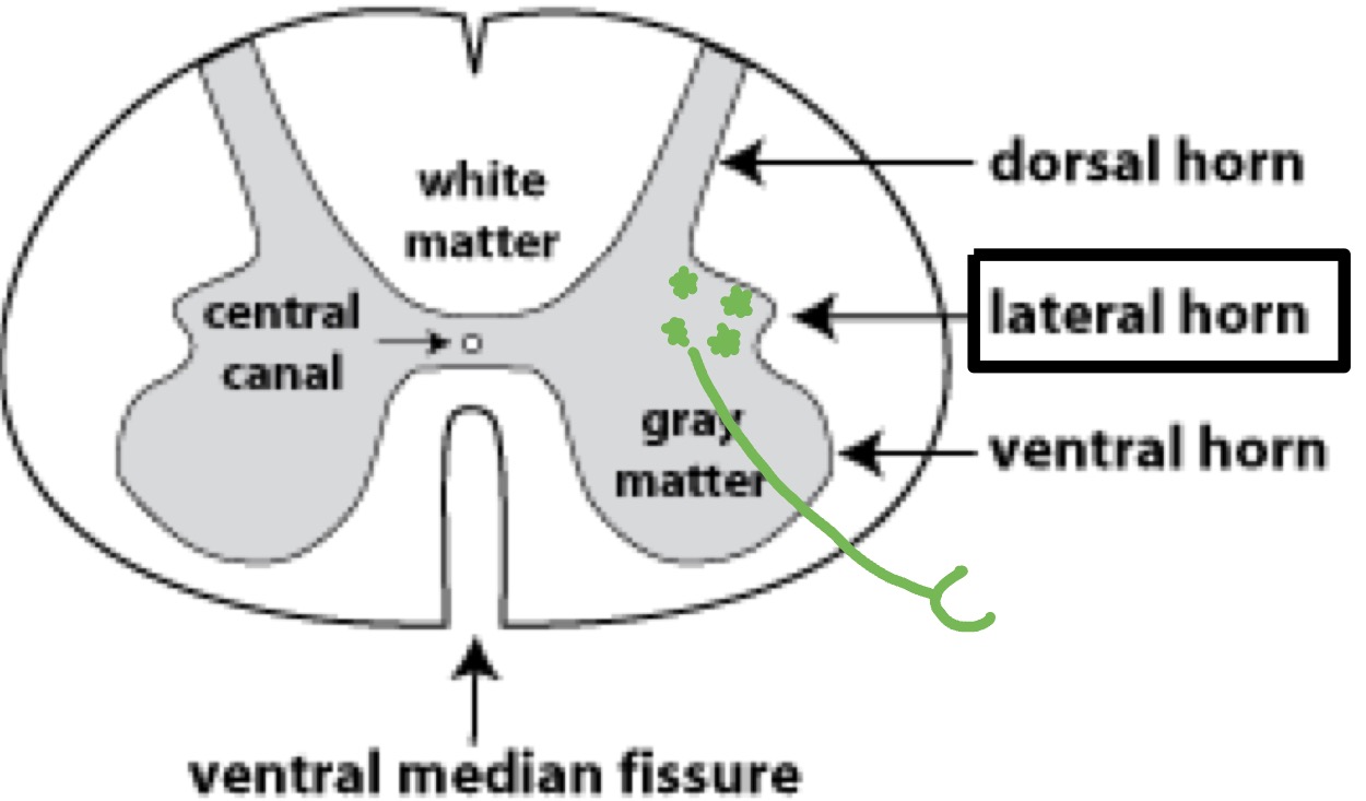 <ul><li><p>More widespread than parasympathetic NS</p></li><li><p>Generally <strong>stimulates</strong> body functions</p><ul><li><p>Only major body function not stimulated is<strong> digestion</strong></p></li></ul></li><li><p>Location of presynaptic neuron cells bodies:</p><ul><li><p>Thoracolumbar region of spinal cord (T1-L2) → <strong>lateral horn</strong></p></li></ul></li><li><p>Synapse b/w pre &amp; post synaptic neurons:</p><ul><li><p><strong>Paravertebral ganglia</strong>: sympathetic chain</p></li><li><p><strong>Prevertebral ganglia</strong>: on abdominal aorta</p></li></ul></li></ul><p></p>