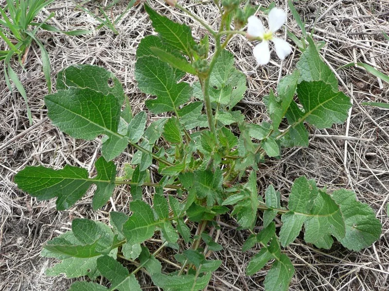 <p>Wild Radish</p>