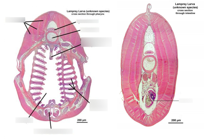 <p>What is the open space between the gill lamellae?</p>