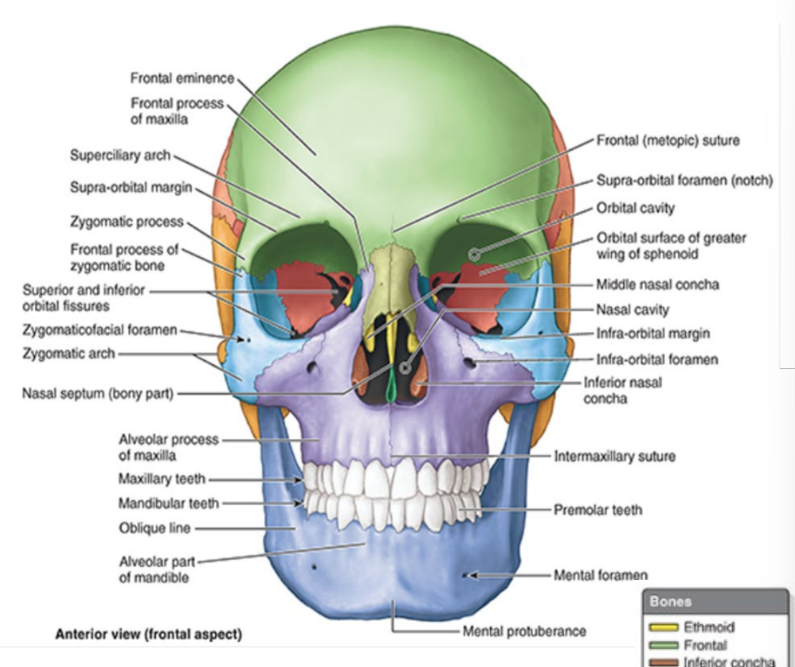 <ul><li><p>forms skeleton of forehead</p></li><li><p>articulates inf. w/ nasal & zygomatic bones</p></li><li><p>intersection of frontal & nasal bones = <strong>nasion</strong></p><ul><li><p>bridge of nose</p></li></ul></li></ul><p></p>