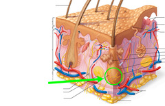 <p>sensory nerves that surround the base of hair follicles</p>