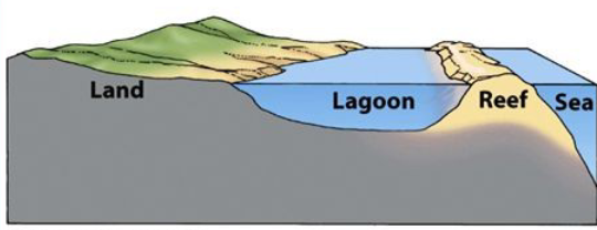<p>reef grows close to shore but has a lagoon separating it from the shore</p>