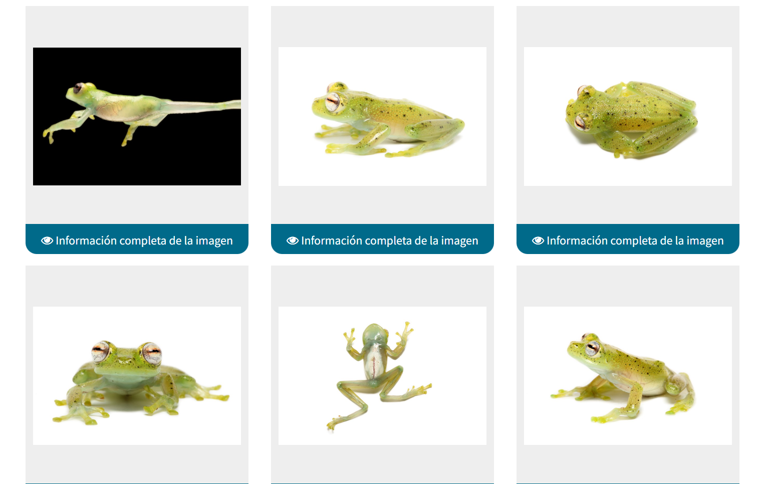 <p>Centrolenidae</p>