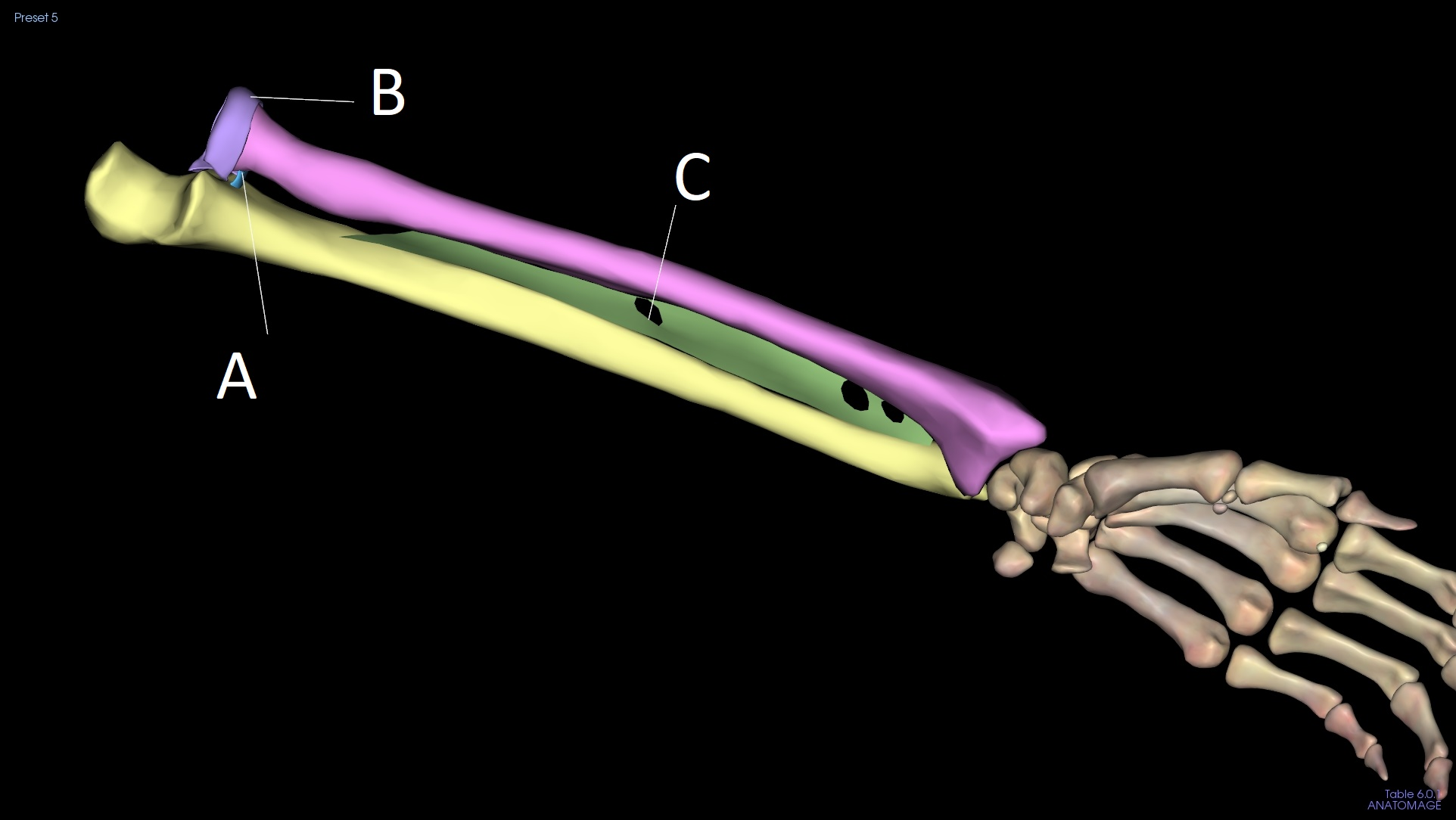 <p>C</p>
