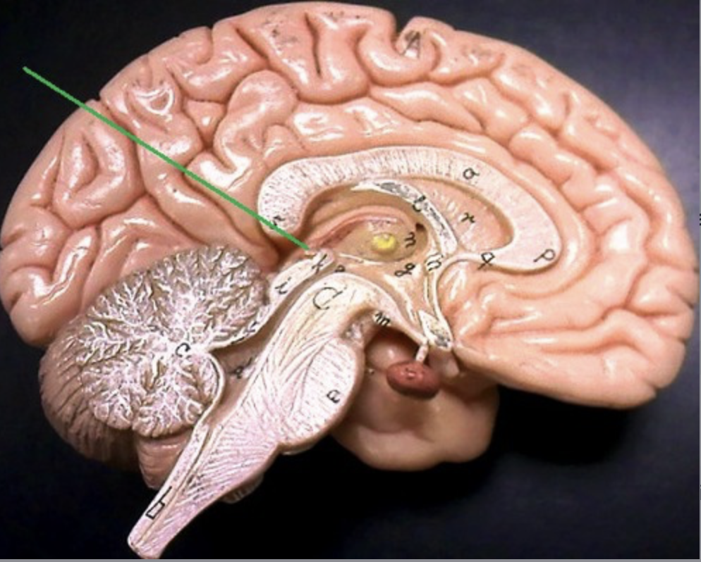 <p>secretes melatonin (hormone influencing body’s circadian rhythm)</p>