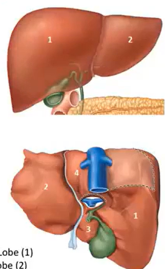 <p>what four sections make up the liver?</p>