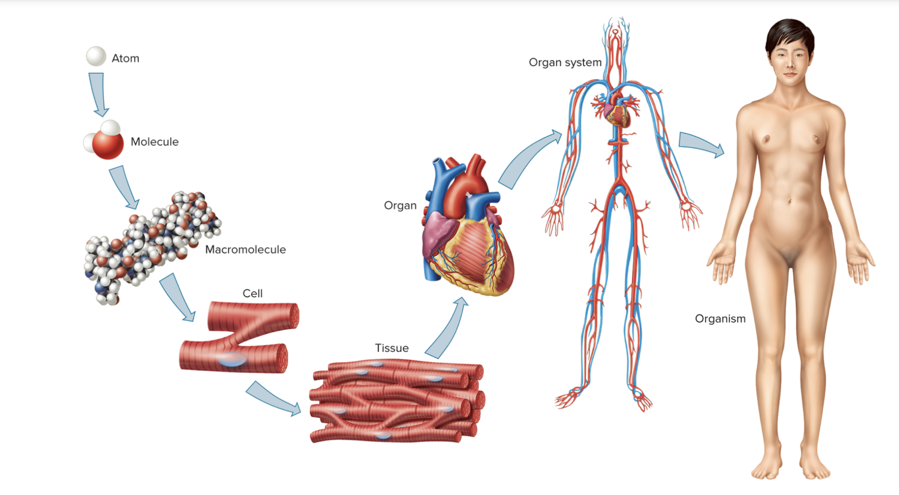 <p>Atom → Molecules → Macromolecules → Cell → Tissue → Organ → Organ System → Organism </p>