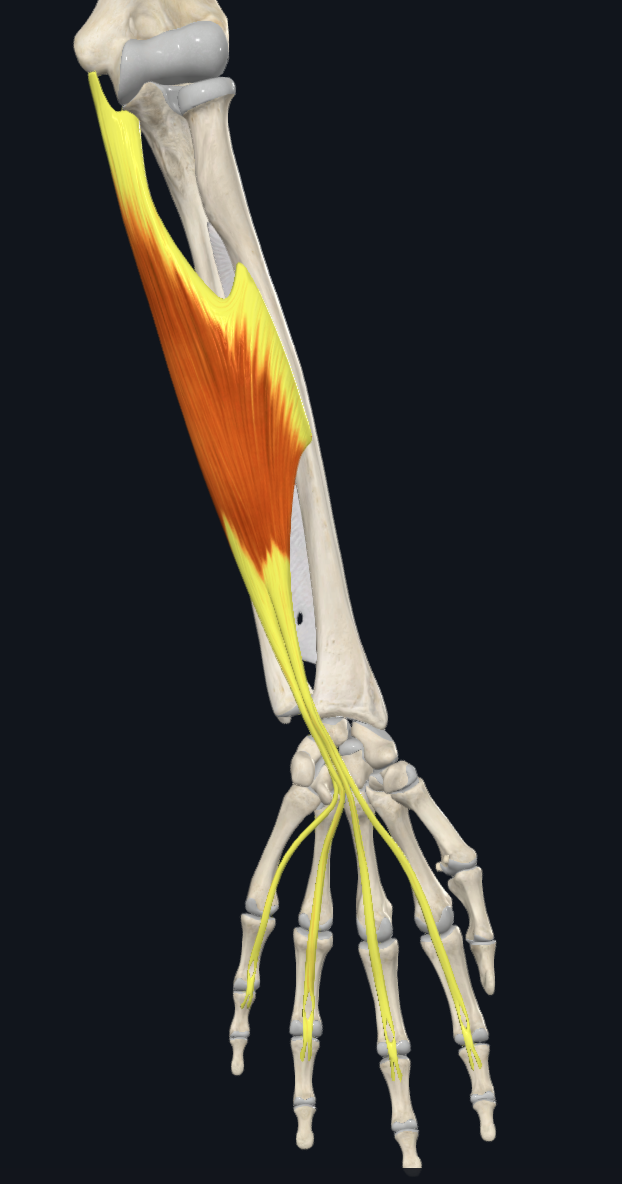 term image
