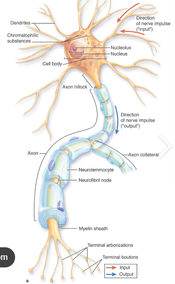 <p>separates neurolemmocytes, gap between 2 adjacent neurolemmocytes where nerve impulse generated, unmyelinated</p>