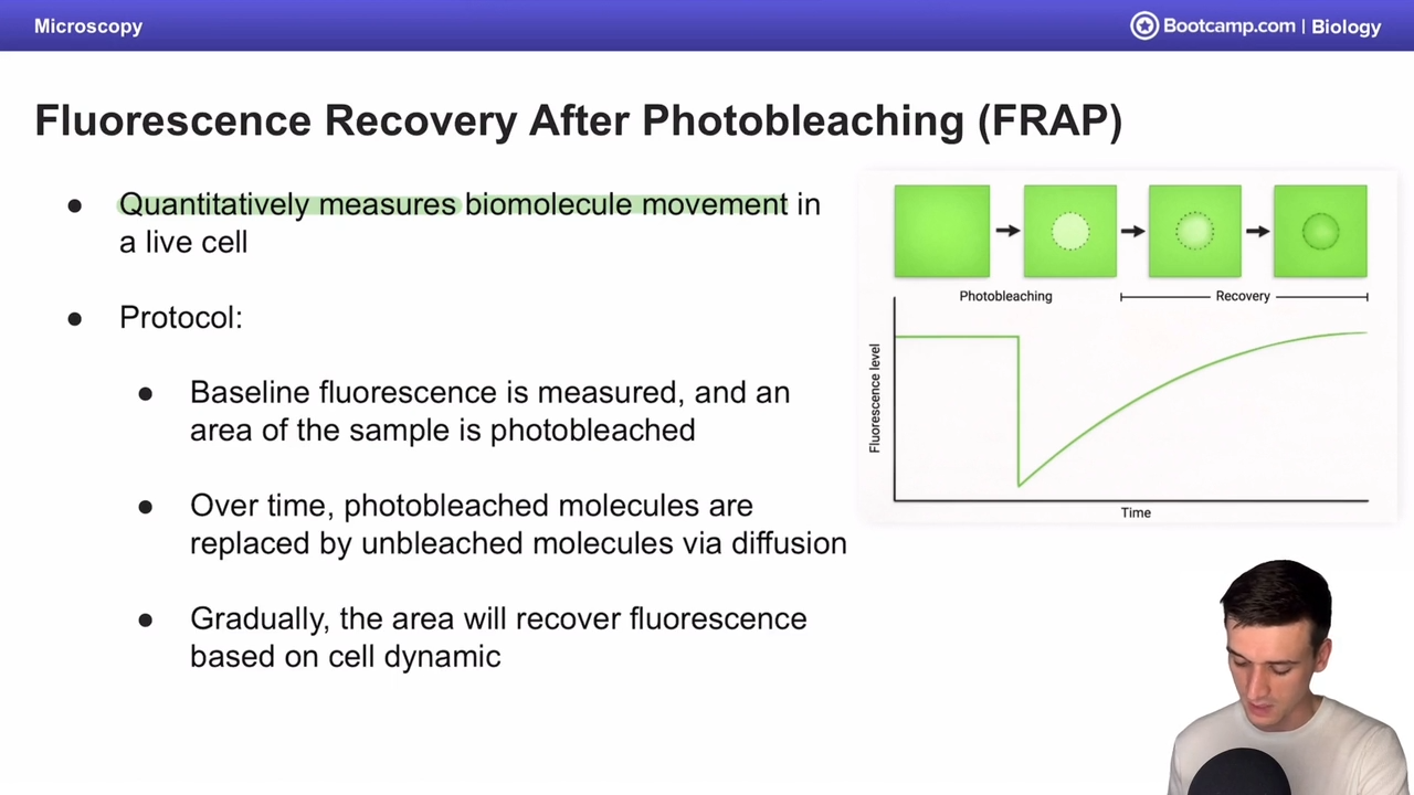<p>Fluorescece recovery after photobleaching</p><p></p><p>done on large amounts of fluoresecent molecules</p><ol><li><p>the baseline fluoresence is measured</p></li><li><p>an area of the sample is bleached</p></li><li><p>and over time, the fluorescence is measured as molecules get replaced via diffusion </p></li></ol><p></p>