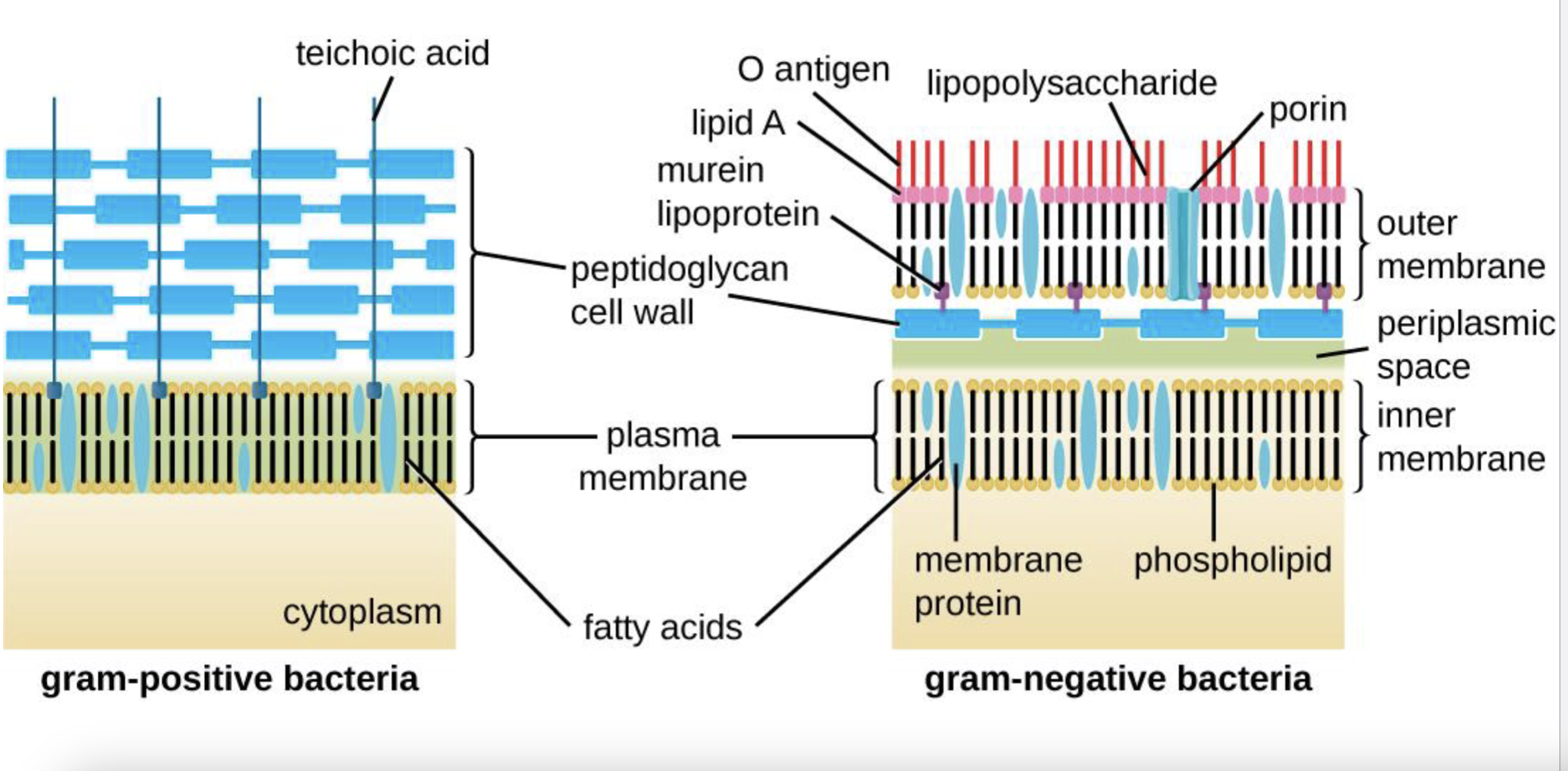 <ul><li><p>Thick layer of peptidoglycan</p></li><li><p>2 layers of teichoic acid threaded in</p></li></ul><p></p>