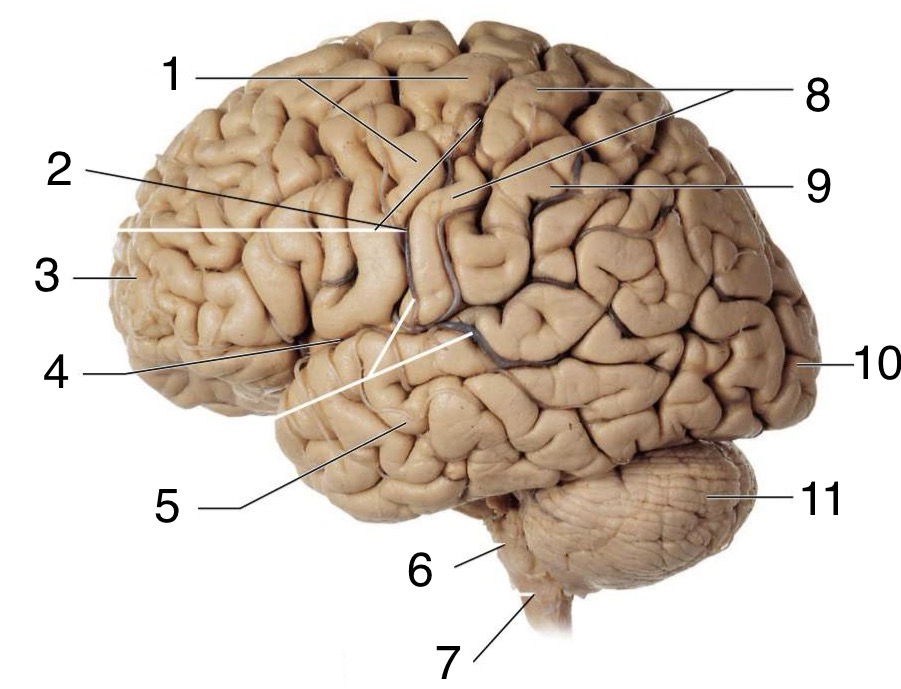 <p>Label the lateral anatomy of the Brain</p>