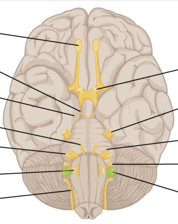 <p>CN 10</p><p>inferior to 9, superior to 11</p>