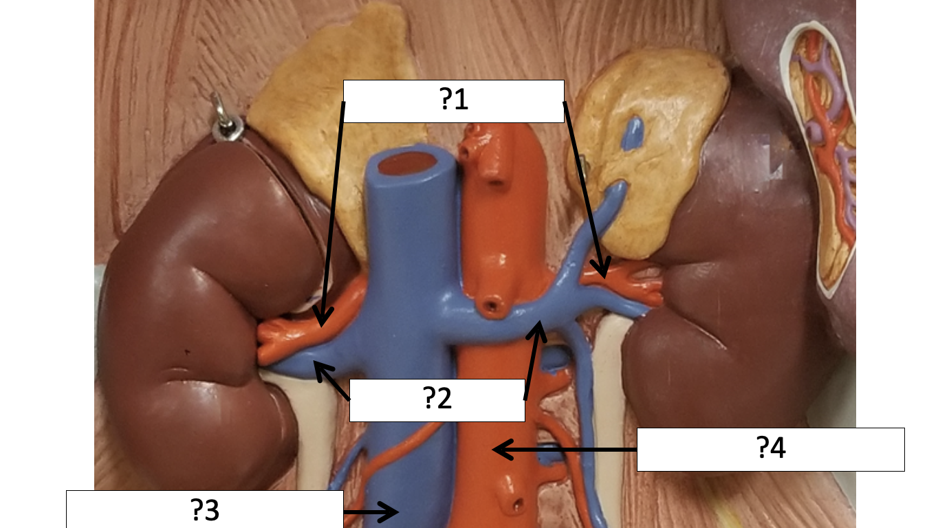 <p>1 (R &amp; L) Name the arteries?</p>