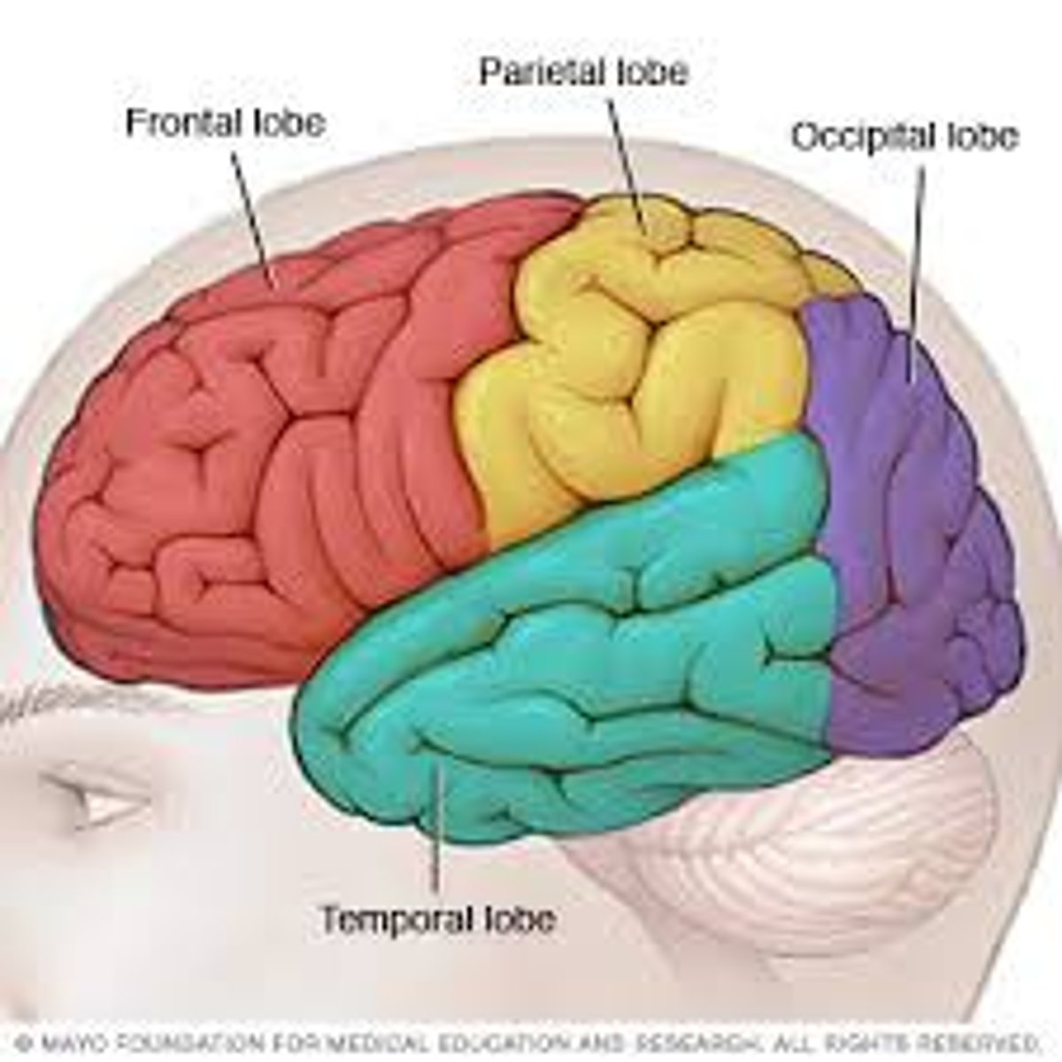 <p>Touch, pain, body position</p>