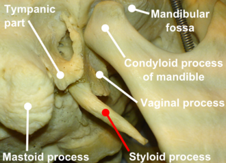 <p>a long projection from a bone</p>