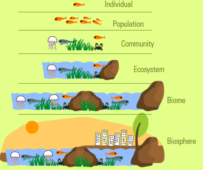 <p>species→population→community→ecosystem→biome→biosphere</p>
