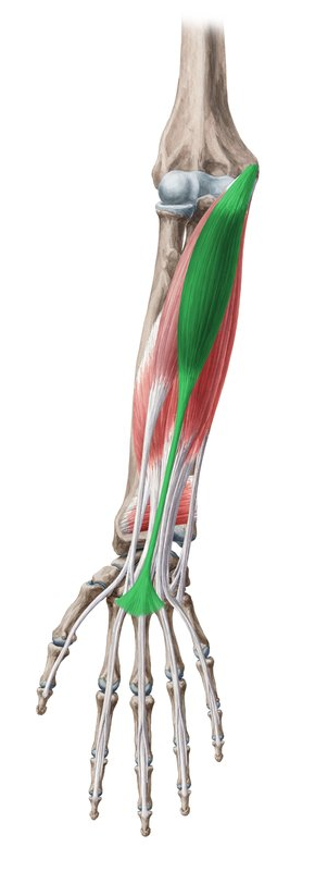 <p>small belly, big tendon</p><p>only present in 85-90% of the population</p>