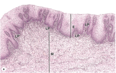 <p>Does the vagina contain glands?</p>