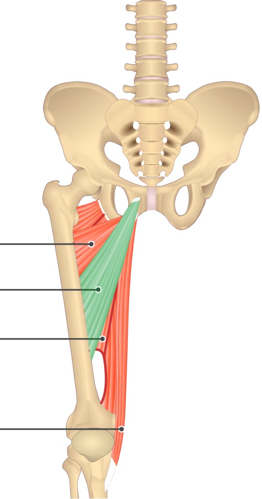 <p>Adductor Longus Actions</p>