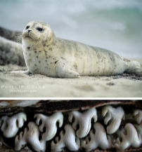 <p> True seals - earless or haired seals</p>