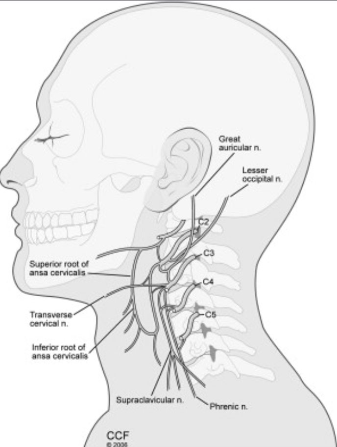 <ul><li><p>innervates upper body (head, neck, shoulders, diaphragm)</p></li><li><p>major nerve = <strong>PHRENIC NERVE</strong></p></li></ul><p></p>