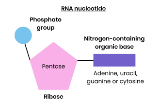 <p><strong>What pentose sugar is found in an RNA nucleotide?</strong></p>