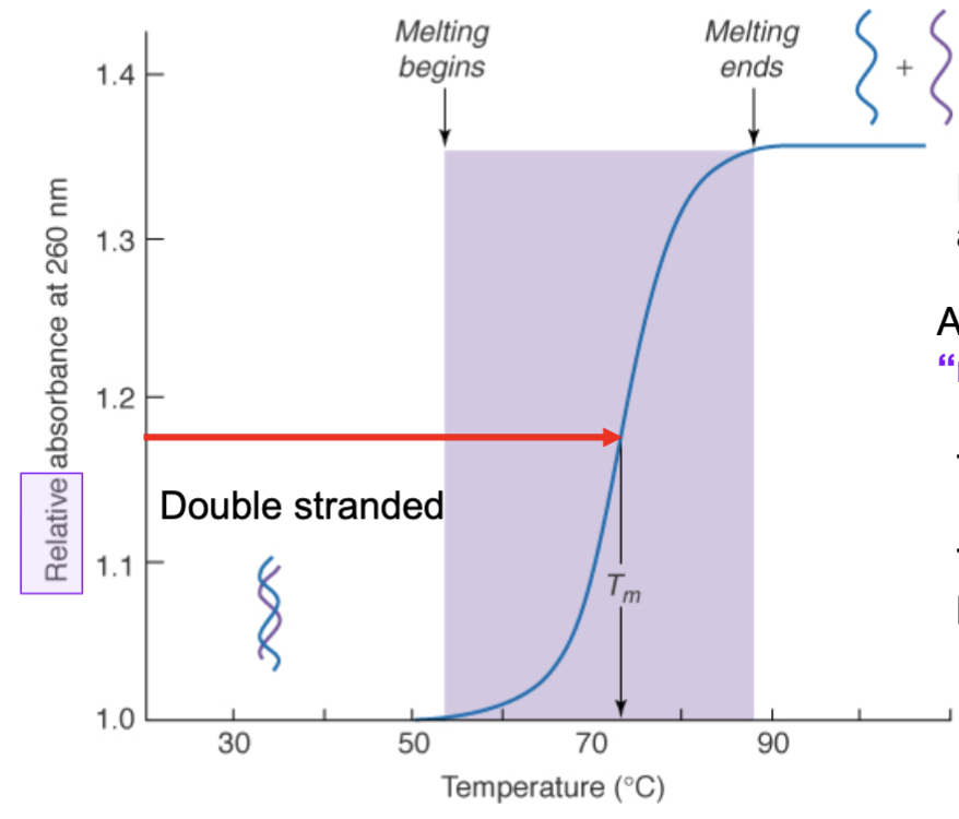 <p>At a temp less than ~50, the relative absorption does not change (curve remains at 0) as the temperature is not high enough to denature the DNA. Once it passes this temperature, the relative absorption slowly begins to rise and then rapidly spikes until it reaches a plateau as the temperature becomes high enough to denature the dsDNA to ssDNA, which absorbs better. At the plateau, the curve remains the same as the temperature continues to increase because the DNA has completely denatured at this point and is all ssDNA (no more to denature, no change in absorbace)</p><p>The driving force of the curve’s trend is the rate/amount at which dsDNA is denatured into ssDNA</p>
