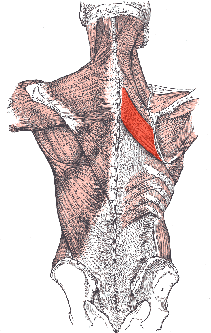 <p>O: spinous processes of T2 to T5</p><p>I: media border of the scapula, from the inferior angle to the root of the spine of the scapula</p><p>A: retract the scapula</p><p>N: dorsal scapular nerve</p>