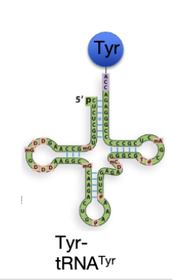 <p><span style="background-color: transparent; color: red;">Tyr</span><span style="background-color: transparent;">-tRNA^Tyr</span></p>