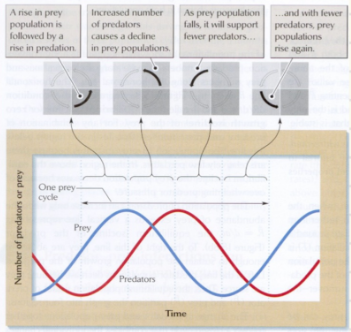 <p>Why can’t predators hunt prey into extinction? (two reasons)</p>