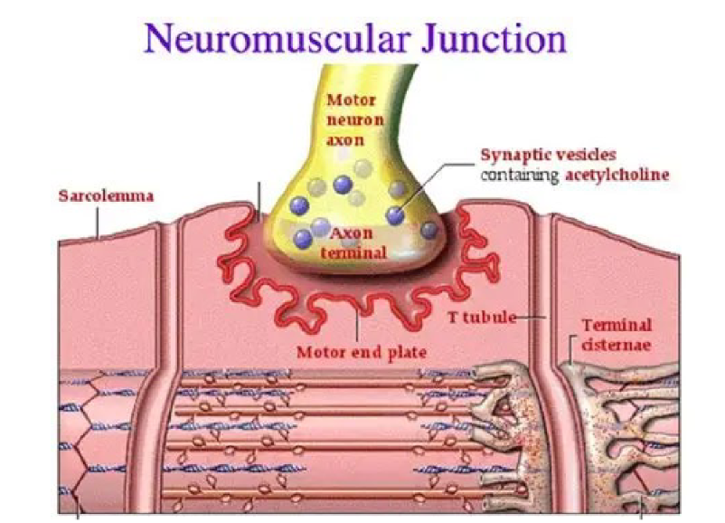 <p>The neuromuscular junction is the site where a motor neuron communicates with a muscle fiber to stimulate muscle contraction</p>