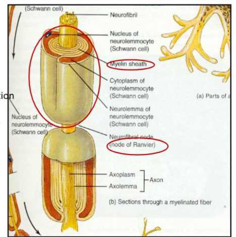 <ul><li><p>Multilayered lipid</p></li><li><p>insulates axon</p></li><li><p>Increase nerve conduction velocity</p></li><li><p>Nucleus = Schwann cells</p><ul><li><p>Gapes = Nodes of ranview</p></li></ul></li></ul><p></p>