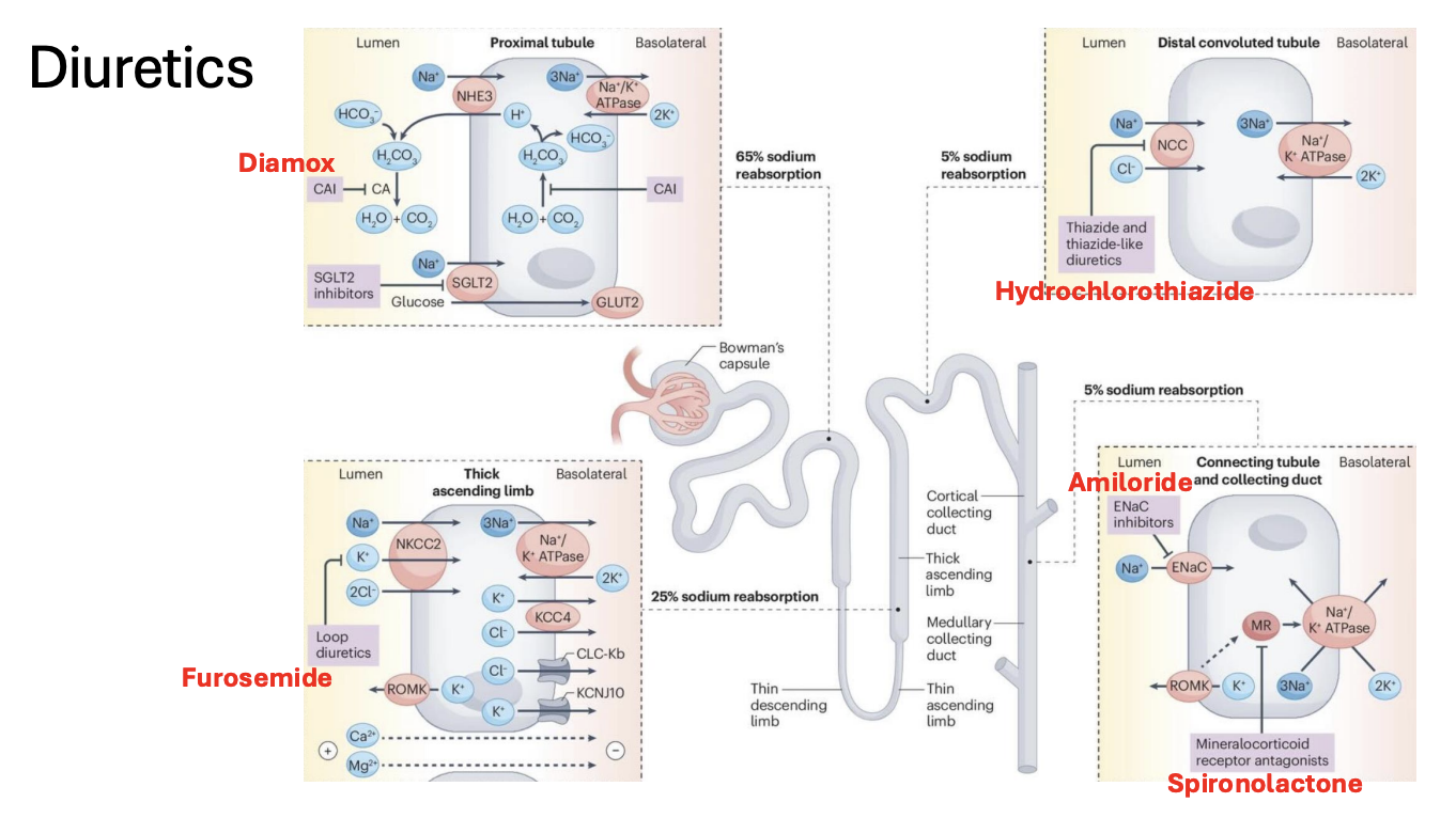 <p>Amiloride: ENaC</p><p>Spironolactone: <span style="background-color: transparent;">Mineralocorticoid/Aldosterone pathway</span></p><p>Furosemide: NKCC2 </p><p>Diamox: Carbonic anhydrase</p><p>Hydrochlorothiazide: NCC</p>