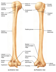 <p>shaft</p><p>deltoid tuberosity</p><p>radial groove</p><p>lateral and medial epicondyles</p><p>lateral and medial supracondylar ridges</p><p>capitulum and trochlea</p><p>fossa - radial, coronoid and olecranon</p>