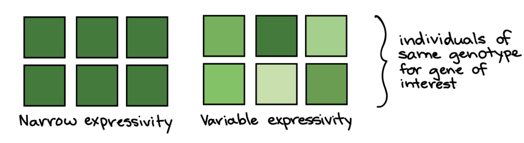 <p>- refers to severity or content.</p><p>- measures how strongly or weakly a trait shows up in an individual who has the gene.</p><p>- The intensity of the phenotype in an individual.</p><p>- A single individual (MEASUREMENTS TAKEN IN)</p><p>- Individual variability. (VARIABILITY)</p><p>Example: Two people with the same gene for spots: one person has 2 tiny freckles while the other person has 100 dark spots.</p>