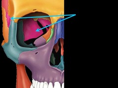 <p>Category: Cranial Bones</p><p>Features:</p><ul><li><p>greater wing</p></li><li><p>lesser wing</p></li><li><p>sella turcica</p></li><li><p>superior orbital fissure</p></li><li><p>optic canal</p></li></ul><p></p><p><em>middle of the skull and behind the eyes; butterfly-shaped</em></p>