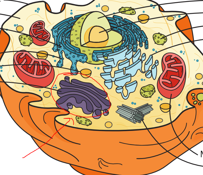 <p>What part of the cell is this</p>