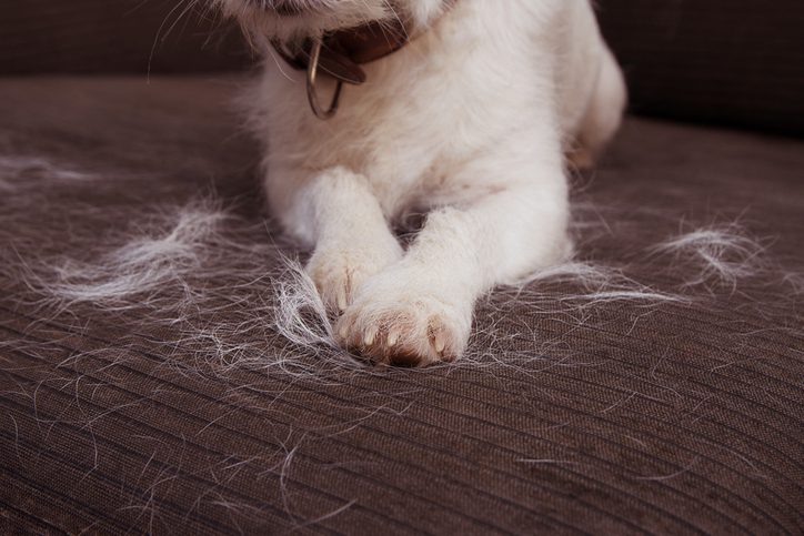 <p>_______ hair reaches a definitive length and is shed periodically (Ex: fur, eyelashes)</p>
